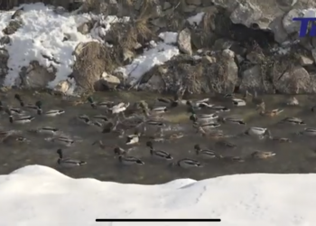 (VIDEO) Tutinci pomažu divljim patkama da prezime u centru grada