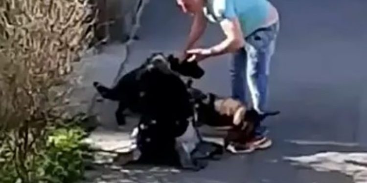 (VIDEO) UZNEMIRUJUĆE: Muškarac šutira ženu i psa