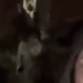 (VIDEO) Ukrajinska tenkistkinja uz poznatu pjesmu puca po ruskim tenkovima