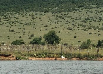 (VIDEO) Novoformirano jezero u Delimeđu stanište roda i rječnih galebova