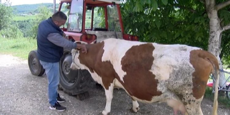 Porodici Šaćirović iz Kominja, kojima je grom usmrtio kravu, anonimni donator kupio novu