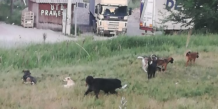 Agresivne rase pasa lutalica ugrožavaju mještane naselja oko Dalasa