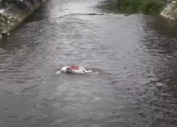 (VIDEO) Sandžački aktivista Hido Muratović o užasnoj praksi bacanja mrtvih životinja u rijeke