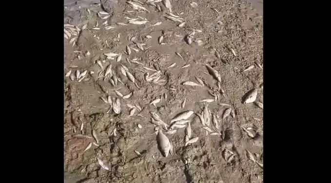 (VIDEO) Pomor ribe na ušću Raške u Ibar