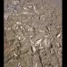 (VIDEO) Pomor ribe na ušću Raške u Ibar
