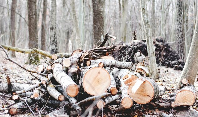 Uhapšen radnik “Srbijašuma” zbog ilegalne sječe u Mojstiru