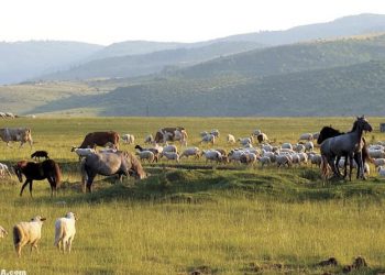 Stočari sa Pešterske visoravni na udaru klimatskih promjena, pomoć države neophodna