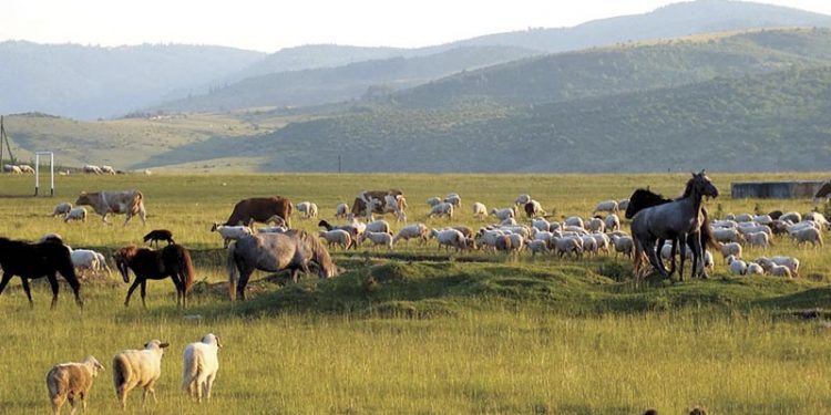 Stočari sa Pešterske visoravni na udaru klimatskih promjena, pomoć države neophodna