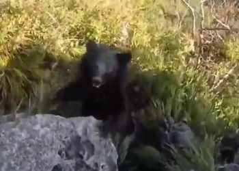 (VIDEO) Alpinistu napao medvjed, snimio borbu sa njim