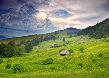 U selu Saš kod Tutina pronađeno 100 kg marihuane