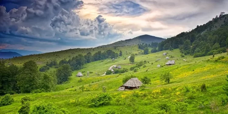 U selu Saš kod Tutina pronađeno 100 kg marihuane