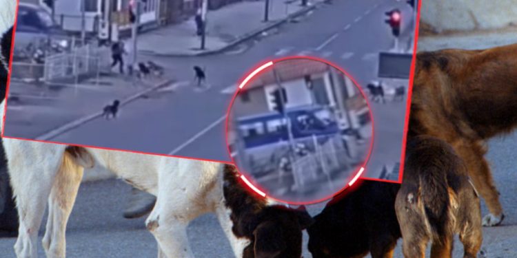 (VIDEO) SJENICA: UŽAS, ČOPOR PASA NAPAO DJEČAKA