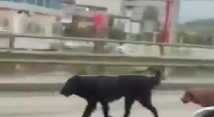 (FOTO) Tutinci konačno odahnuli, pronadjen je predador koji je bio noćna mora gradjanima na ulicama grada.