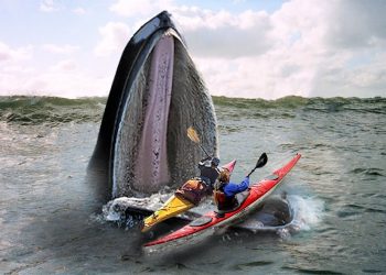 (VIDEO)  VELIKI KIT, PROGUTAO KAJAK SA DVIJE OSOBE