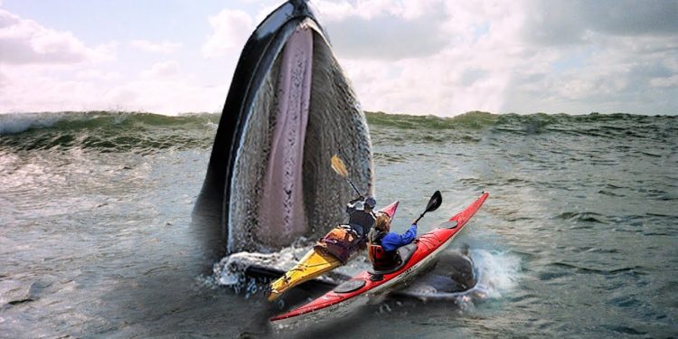 (VIDEO)  VELIKI KIT, PROGUTAO KAJAK SA DVIJE OSOBE